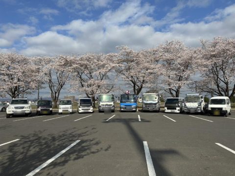 桜を見に行ってきました！